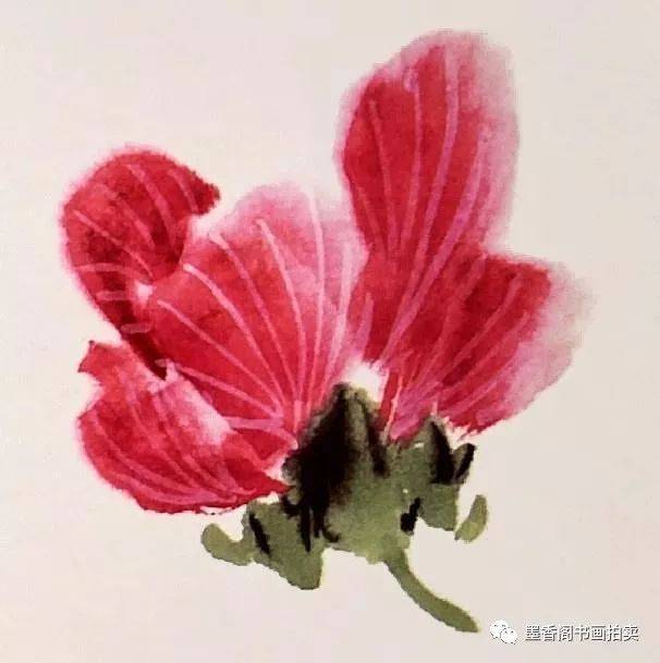 国画技法:蜀葵花的画法