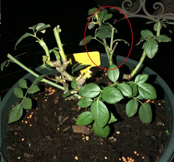 原创蓝妖:月季花促笋芽,复壮实例解析,一看就会!