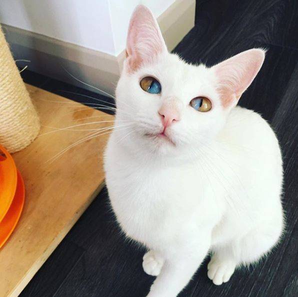 这只同时拥有两种颜色眼睛的猫咪,看一眼就心跳加速,太美了!