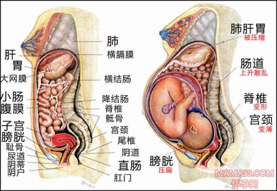 怀孕早期(1-3个月),在子宫一天天变大的过程中,孕妈胃部还没有受到