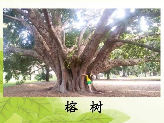 课文主题 本文是一首儿歌,让我们通过学习儿歌,认识词语,并了解一些树