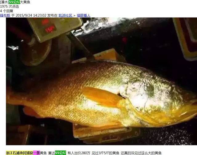 浙江渔民160万卖了一只55公斤的黄唇鱼? 真相是.