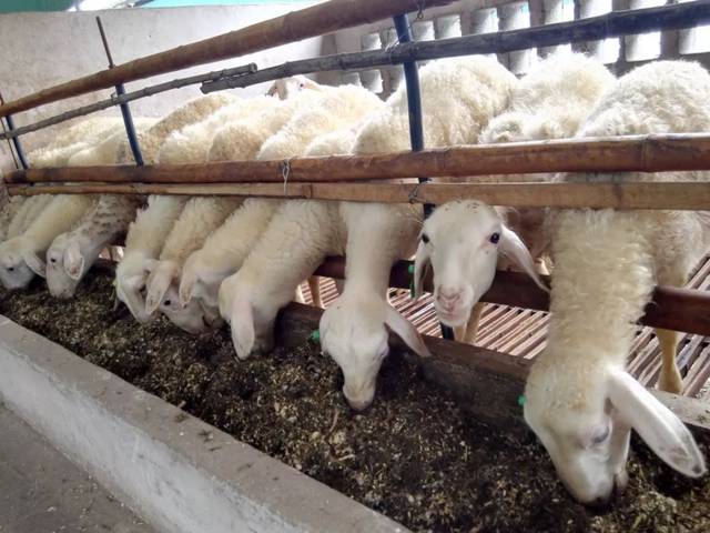 喜报!我市一家羊场成功入选国家级肉羊核心育种场