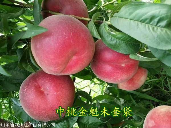 早熟黄桃新品种中桃金魁桃树苗价格