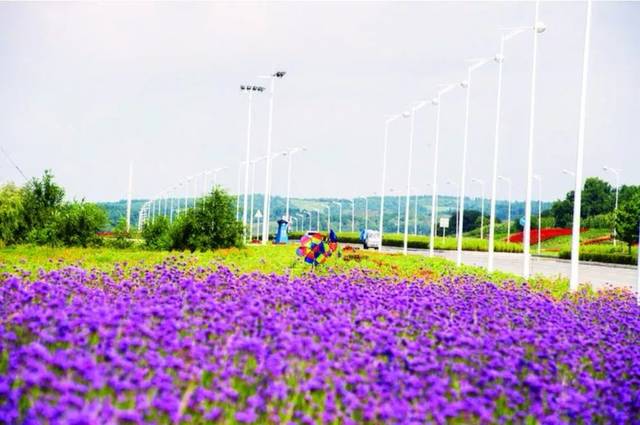 莲花山花海大道