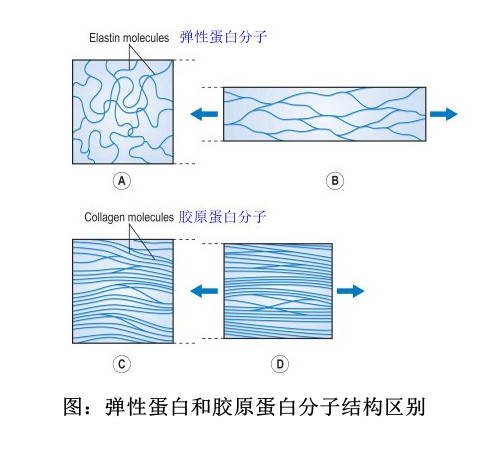 弹性蛋白和胶原蛋白的区别,美颜抗老,谁靠谱?_手机搜狐网