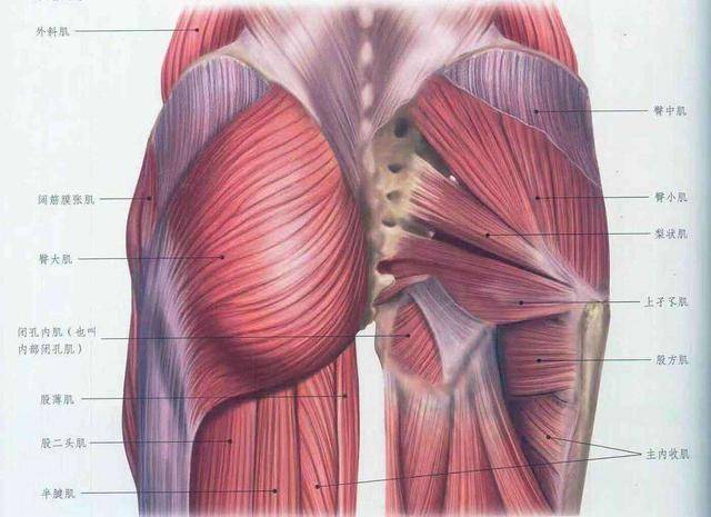 臀部肌肉太弱的3个警告,如果你有的话,那就需要多练臀了
