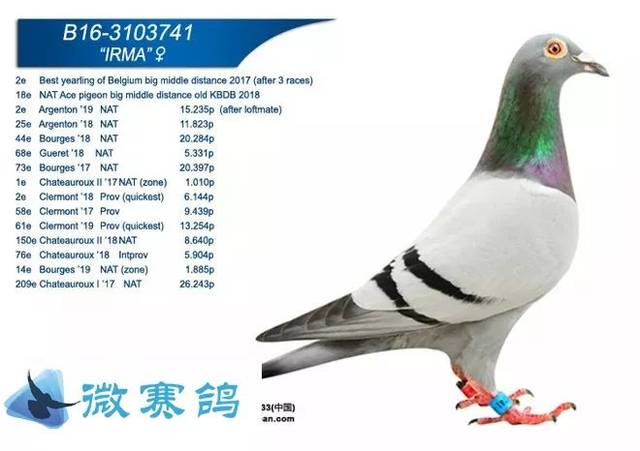 北京壹号鸽舍张斌谈判两个月,天价买下两羽超级鸽!