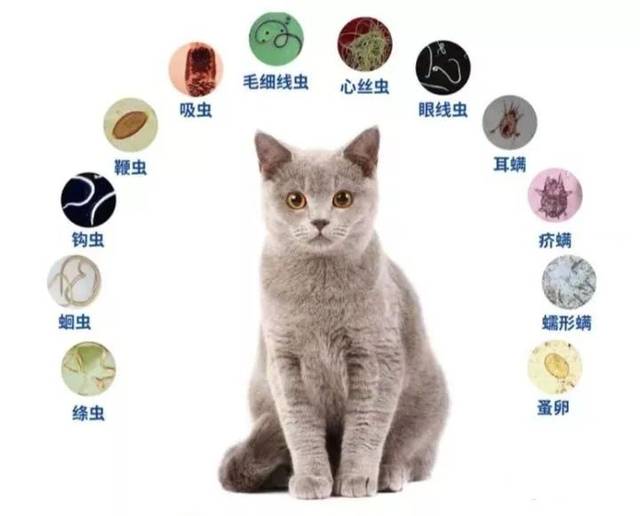 还是要先了解猫常见的体内寄生虫有哪些?