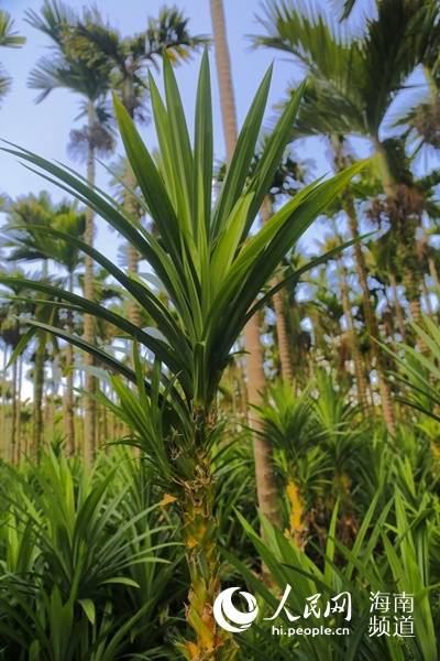 19世纪20年代初,斑兰由华侨引种回国,主要种植于海南,距今已有近百年