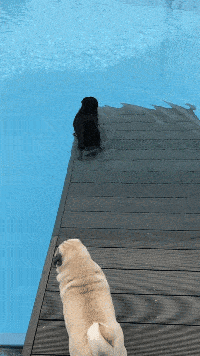 搞笑gif:陪女朋友看韩剧,还要会演技!