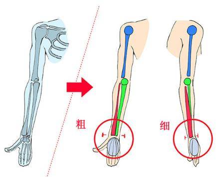 只要注意这五块主要肌肉,就更容易理解手臂的形状,画起来也更简单了.