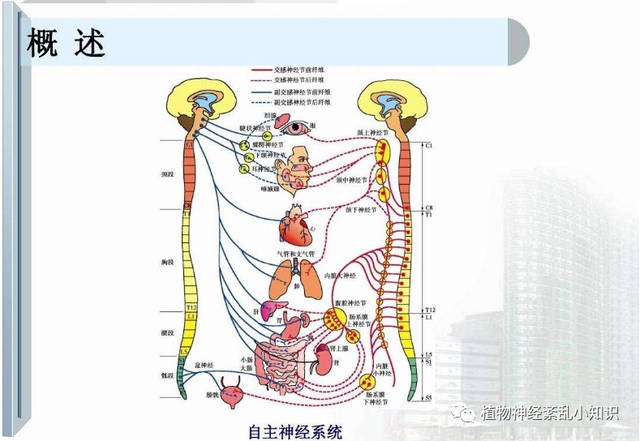 植物神经紊乱——神经系统疑难杂症疾病有哪些?