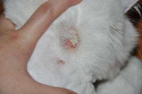 隔离猫咪,消毒用品猫癣属于一种皮肤病,比较容易传给人类,人的脖子和