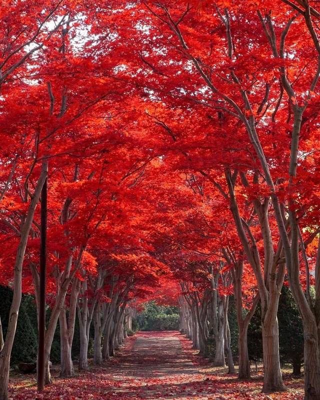 2019日本红叶最佳赏枫去处推荐 | 最全指南!