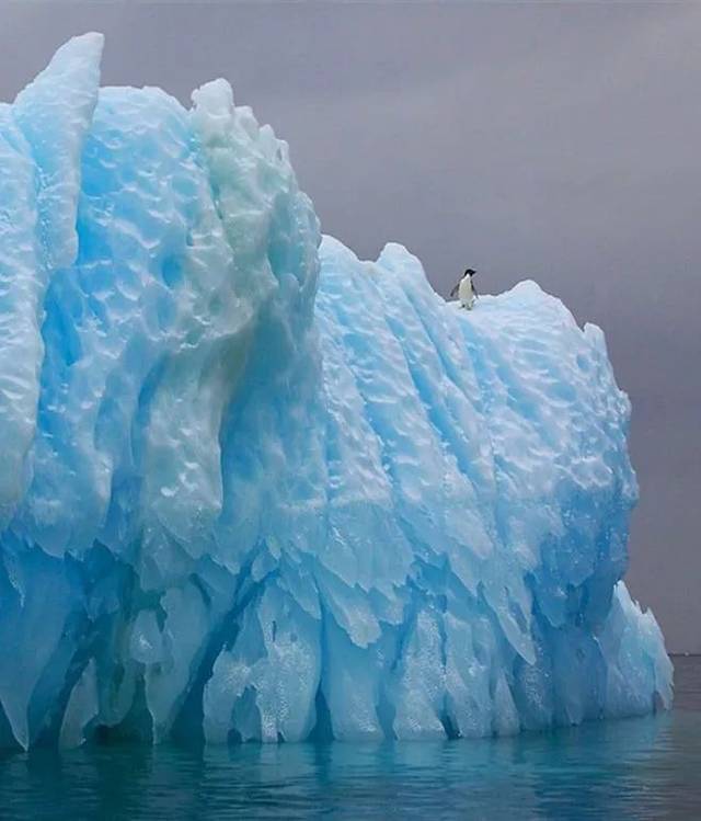 你一定听过北极熊和企鹅的冷笑话