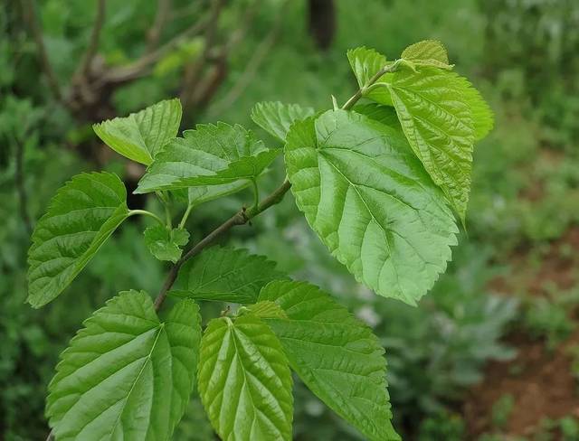 中药诗典:蒲公英 桑叶 板蓝根(作者 67吴芙蓉)_手机搜狐网