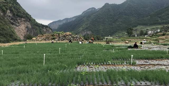 位于林口镇渭河村的香葱基地 举目望去,草木葱茏 满山遍野的翠绿 一片