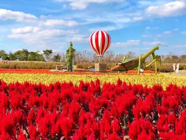 周浦花海秋季花展早鸟票29.