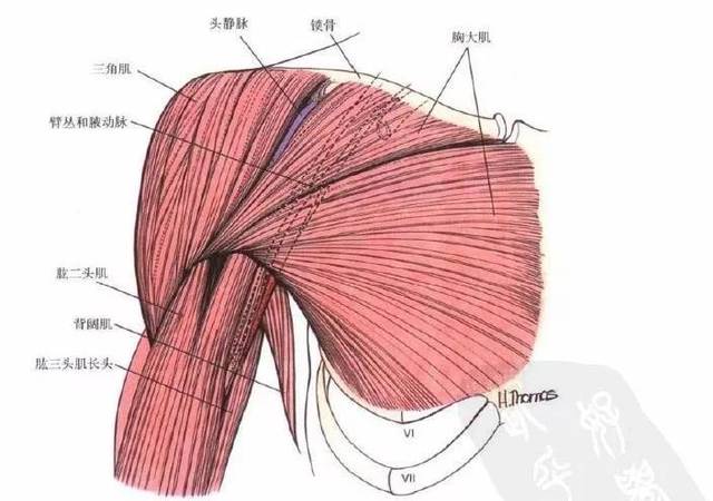 胸大肌肌肉纤维排列的方向