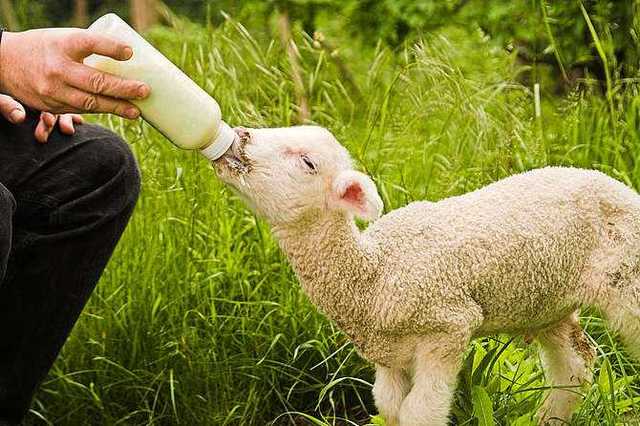 如何喂养刚出生的小羊羔