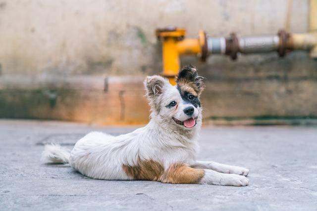 原创中华田园犬的名字是怎么来的?照顾得好,它们比其他犬种更优秀