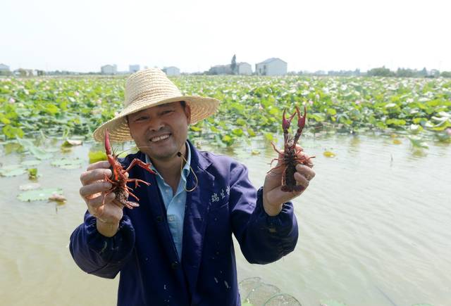 荷花龙虾望城荷花虾预计年产量600万公斤