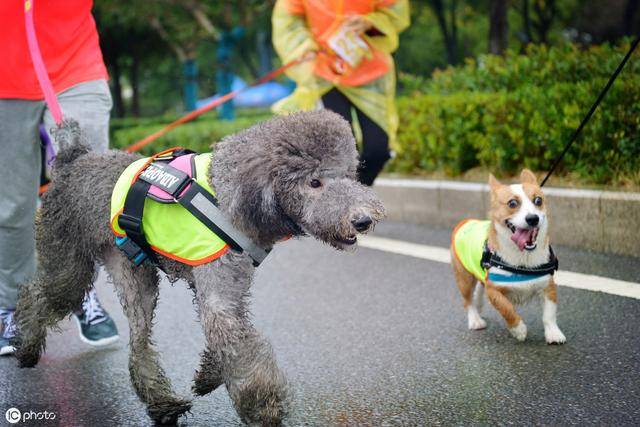 "狗遛人"的危害非常大,教你3招,让你摆脱狗遛人的尴尬