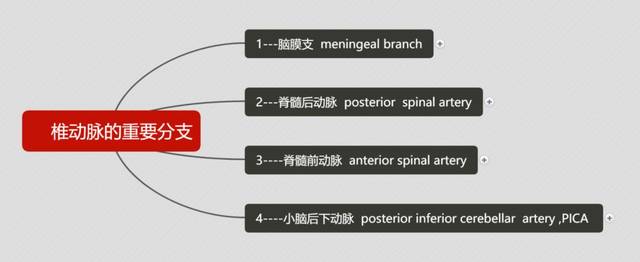 椎动脉的分支