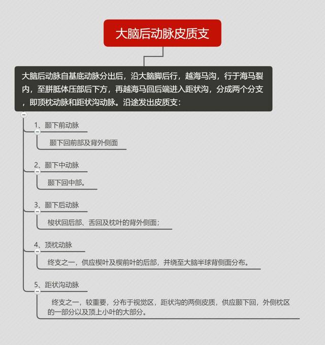 6  7  基底动脉脑桥支的分支 8  9  10  大脑后动脉分支: 11