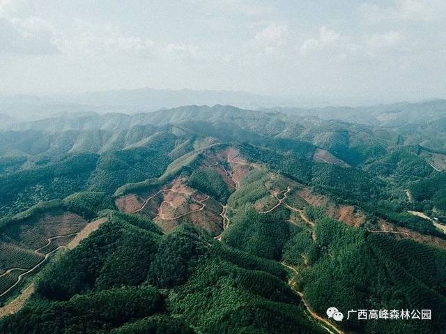 高峰林场被确定为南宁环城森林休闲旅游圈重点项目以来,在广西林业局