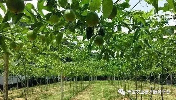 百香果棚架好还是篱架好?