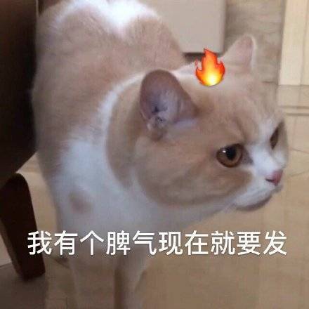 猫咪表情包合集|我跟你讲,今天就必须带我吃火锅