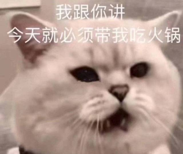 猫咪表情包合集|我跟你讲,今天就必须带我吃火锅