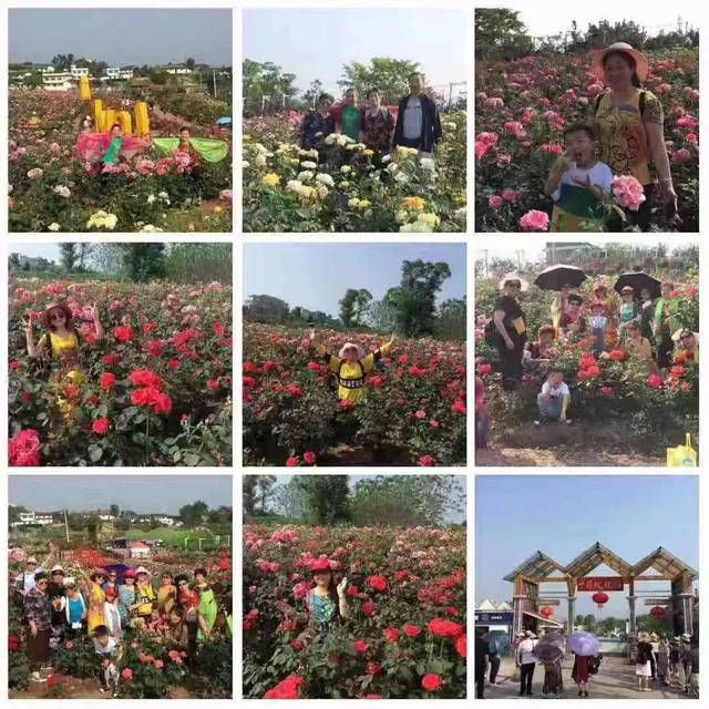 自贡·中国玫瑰海第四届玫瑰花海盛大开启!10.1门票免费送!免费送!