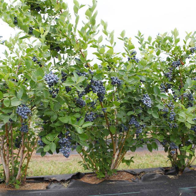 修剪可以平衡蓝莓地上部分与地下部分的动态关系,协调营养生长与生殖