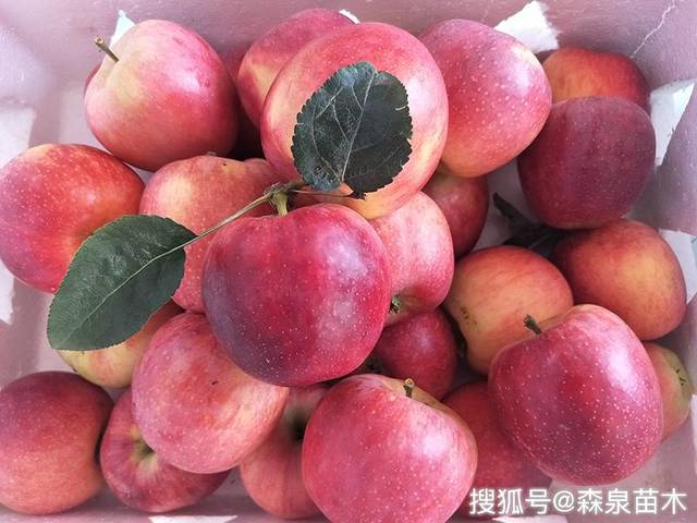 鲁丽苹果苗种植乔化苗或矮化苗的一点建议_手机搜狐网