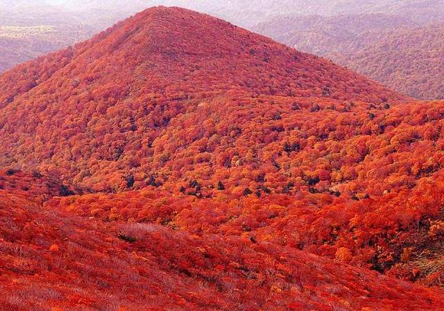 北京的香山红叶,原来是"雾中情人"黄栌