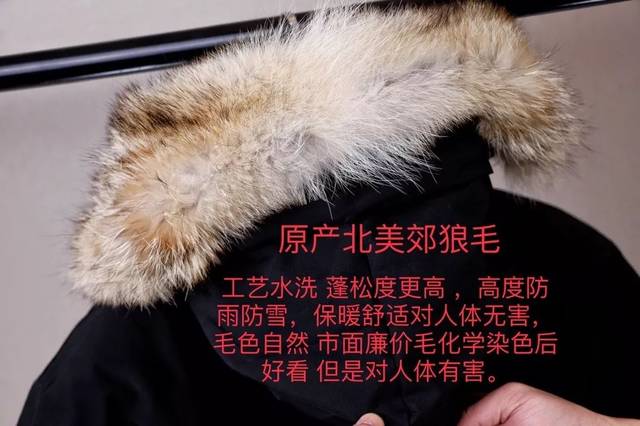 独家纯原 全新版 canada goose加拿大大鹅 北美郊狼毛