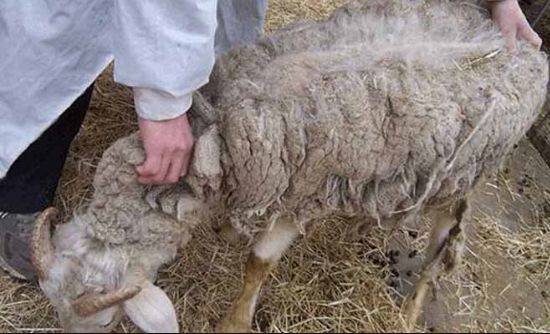 羊主要寄生虫病的防治