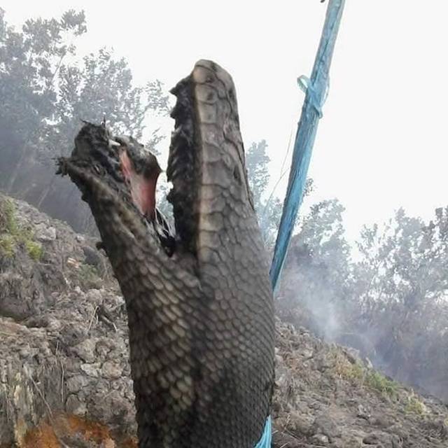 印尼森林大火惊现超级巨蟒,身长超10米惨被烧成焦炭!