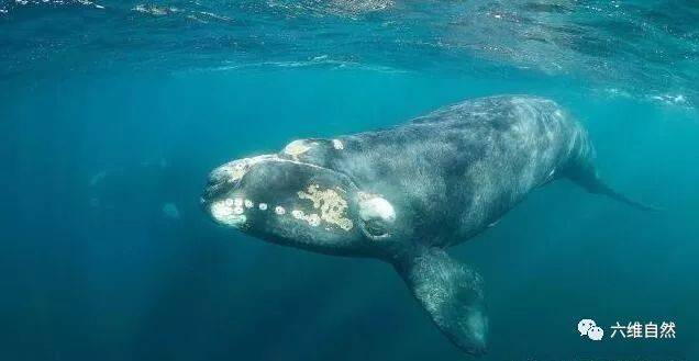 原创北大西洋露脊鲸生存危机,今年已有8头死亡,让其种群减少了2%,仅剩
