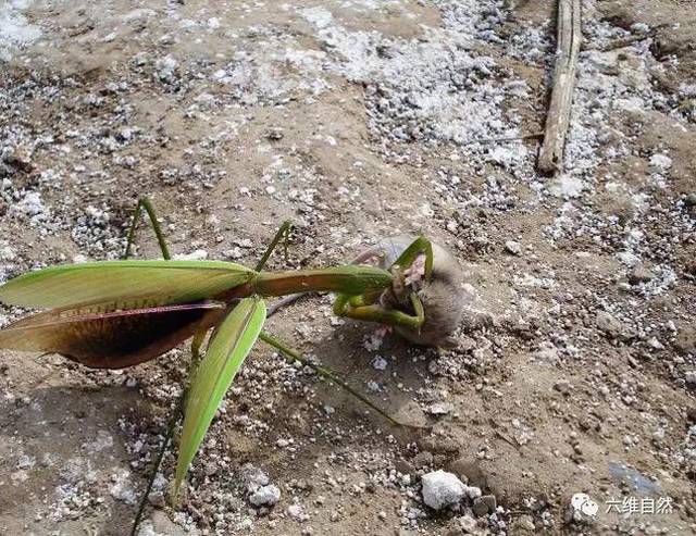 原创绿巨螳螂捕杀小老鼠,鼠类都在这种螳螂食谱上,甚至包括天敌鸟类