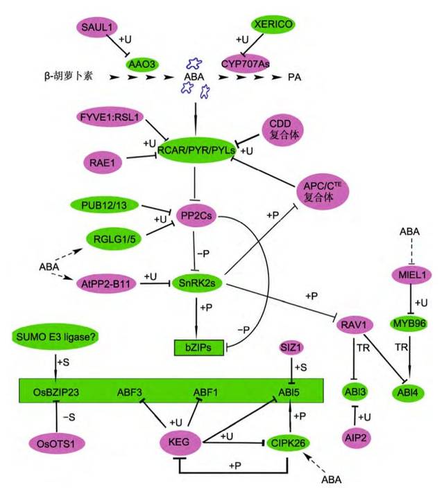 特邀综述 | 蛋白质翻译后修饰在aba信号转导中的作用