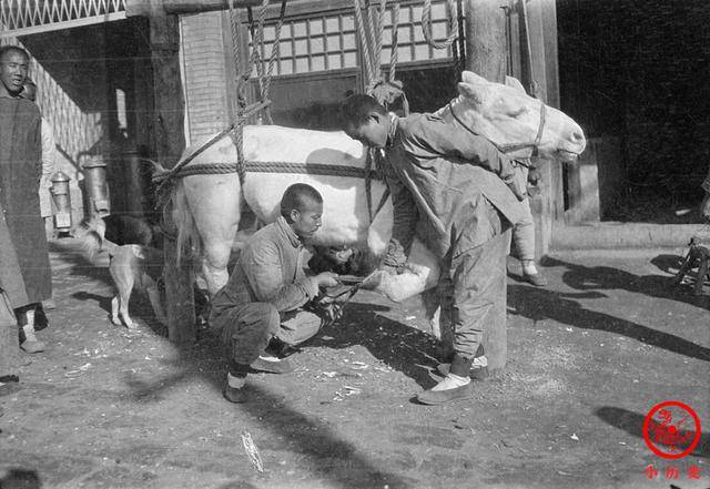 一匹马被五花大绑,师傅在给它钉马掌.