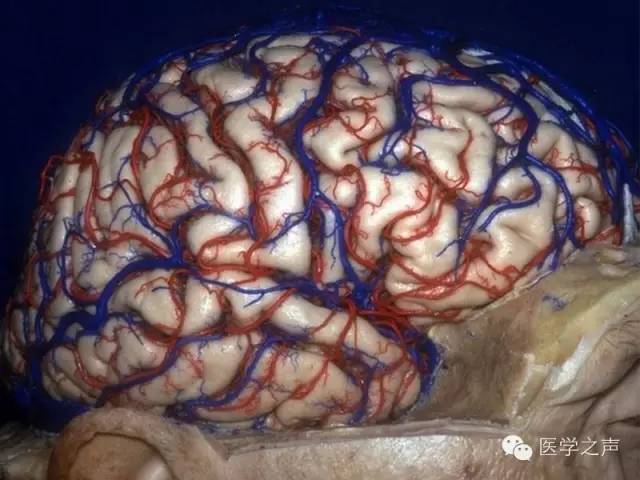 便于医师以精确角度观看脑组织复杂结构,并藉此