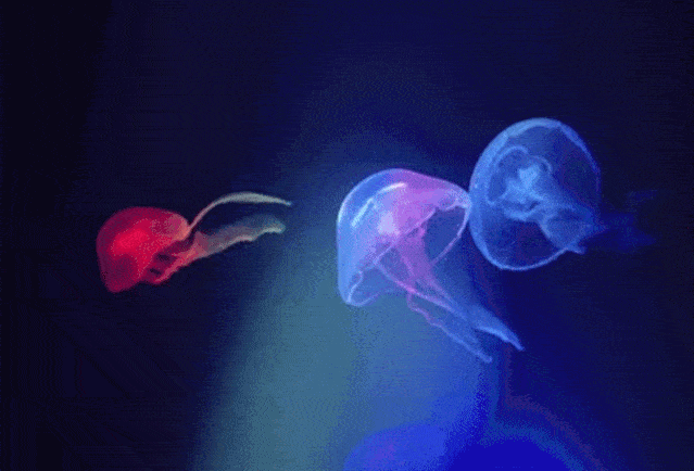 飘逸灵动的水母 是来自深海自带仙气的精灵 它们漂浮在蓝色的海洋中