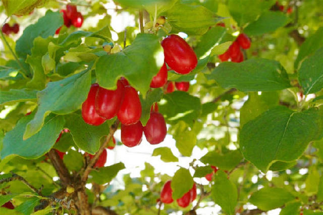 重阳节为什么要插茱萸?重阳节为何被称为"茱萸节"