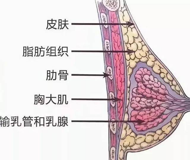 由图中可以看出, 胸部的主要组成部分是脂肪,乳腺和肌肉,其中有大约1