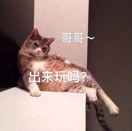 可爱的猫咪表情包合集|哥哥,出来玩吗